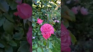 Плетистая Роза Розанна_Подмосковье_сезон 2024