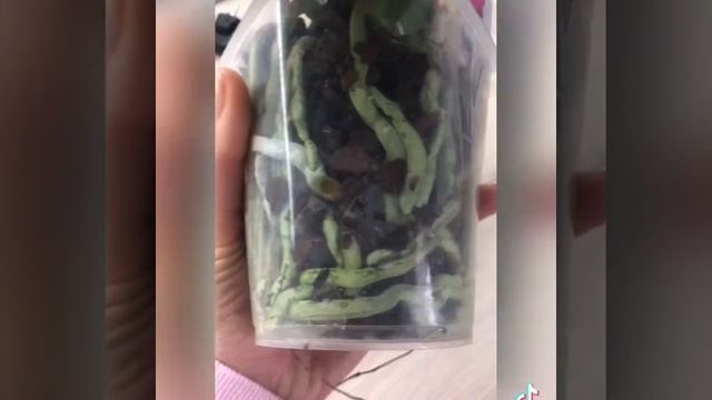 НЕ НУЖНО СРАЗУ ПОСЛЕ ПОКУПКИ ПЕРЕСАЖИВАТЬ ОРХИДЕЮ!