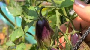 Томат СЛИВКА ГУРМАН