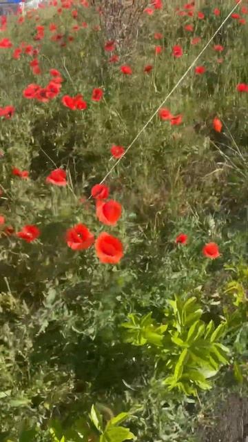 Маковая клумба у дома, привлекает внимание своей крас?