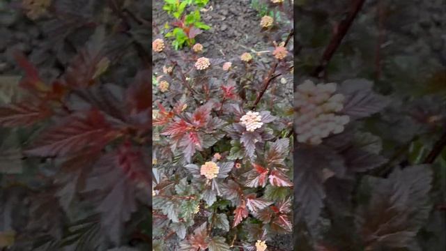 Неприхотливые кустарники в саду#сад#красота#кустарни? смотреть онлайн