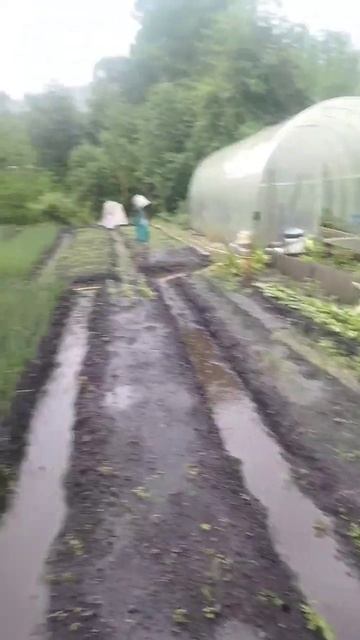 можно не поливать ближайшие 100 лет#дожди#огород смотреть онлайн