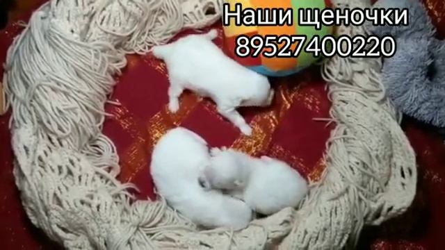 Щенки белоснежного шпица мы уже подросли нам 10 дней💗💗💗 смотреть онлайн