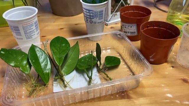 Посадка черенков Хойи , привезенных из Украины