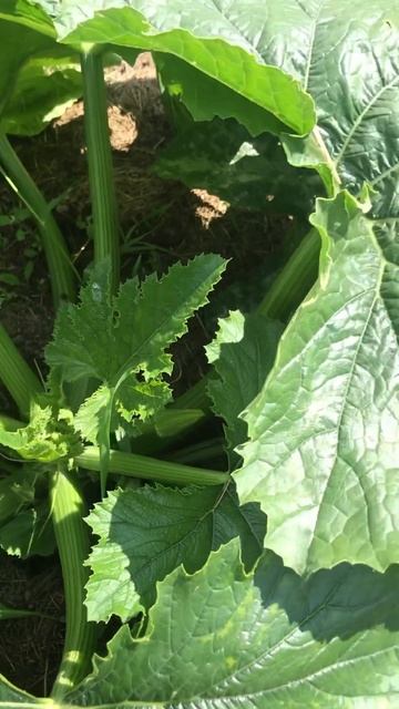 Кабачки после подкормки дрожжами смотреть онлайн