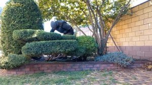 Стрижка Ниваки из Можжевельника спустя два года после