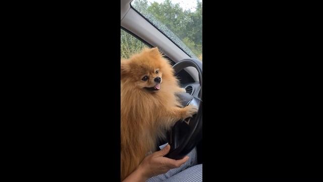 #Sweet Dog. Шпиц Антей любит быть за рулём машины.