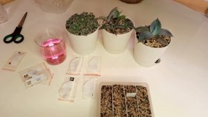 Тонкости при посеве семян суккулентов