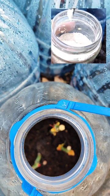 Черенки роз после зимы, как сохранить и чего категорич смотреть онлайн