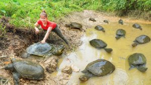 Сбор большого количества черепах, в пруду для продажи на деревенском рынке — Ли Тиу Тоан, Вьетнам.