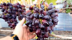 Виноград Содружество - 2024, советы, обзор 12 кустов