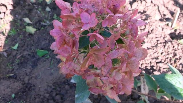 НОВЫЙ СОРТ МЕТЕЛЬЧАТЫХ ГОРТЕНЗИЙ смотреть онлайн