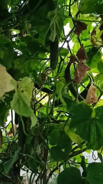 Изумрудный поток огурцов радует плодами с середины ма смотреть онлайн