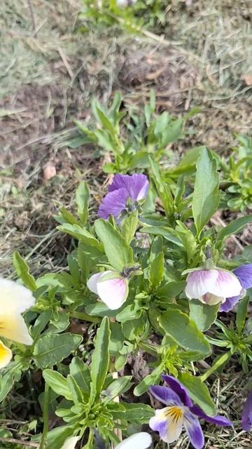 Милашки анютины глазки #flowers #красота #сад #цветы #анюти смотреть онлайн