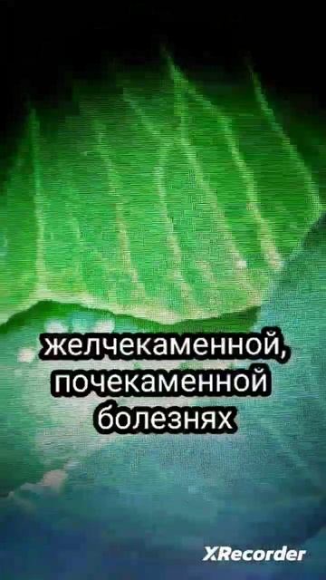 Чем полезна капуста белокочанная смотреть онлайн