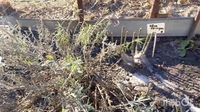 ЛАВАНДА УЗКОЛИСТНАЯ ПОСЛЕ ЗИМОВКИ В СИБИРИ. смотреть онлайн