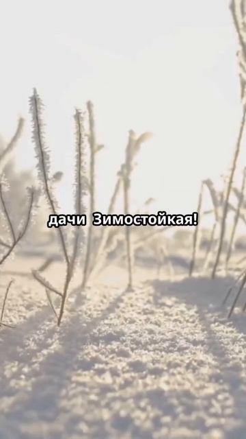 Клуника - волшебная ягода для вашей дачи! #клуника #яго? смотреть онлайн