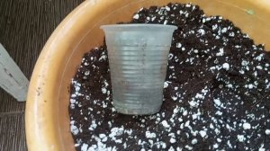 Грунт для адениума, простой состав, легко можно пригот