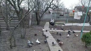 Николаевские голуби / Обзор / пасмурный день