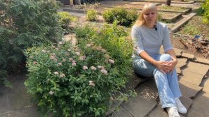 Спирея японская - описание, посадка, уход, размножение