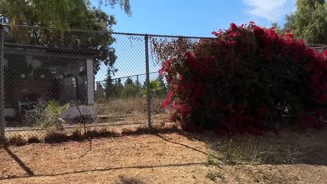 Озеро Алмаден / Душевная прогулка / Вкусные ребра на гриле / Влог США