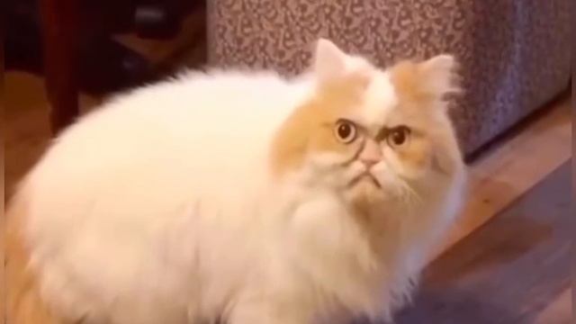 Убежал ахаха прикол юмор 2020 пранки говорящие коты смотреть онлайн