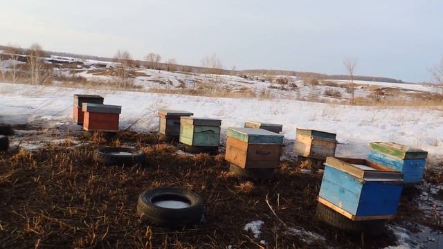 выставка пчел смотреть онлайн