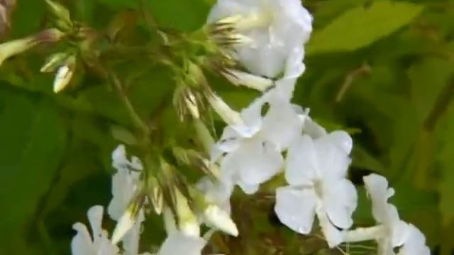 Посадка флоксов многолетних смотреть онлайн