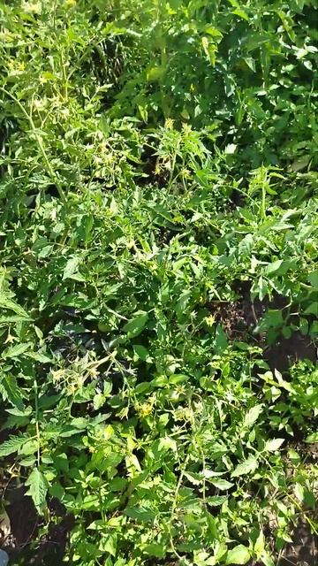 томаты в открытом грунте смотреть онлайн