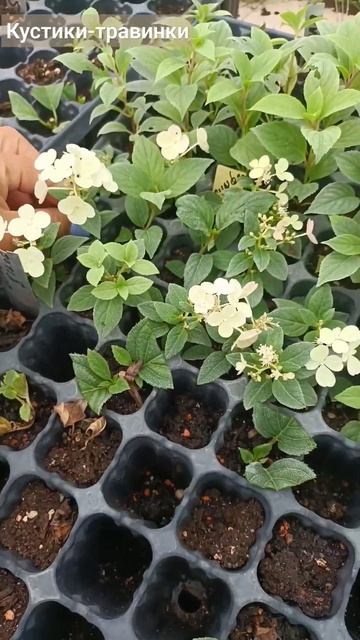 Телеграмм и ВК - ссылки в описании профиля #черенки #ка? смотреть онлайн