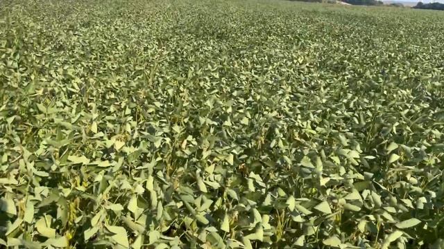 Огляд посівів кукурудзи, сої, соняшнику. Яка має бути норма висіву? Потрібні зміни смотреть онлайн