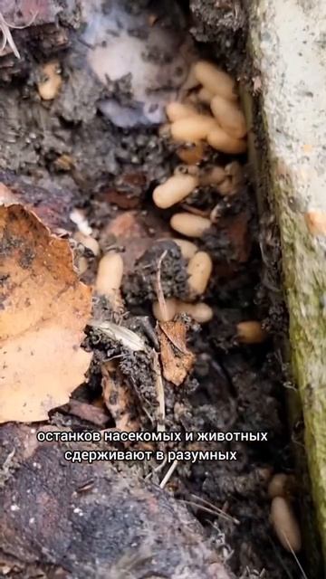 Муравьи враги! #дача #огород #рецепт #газон смотреть онлайн