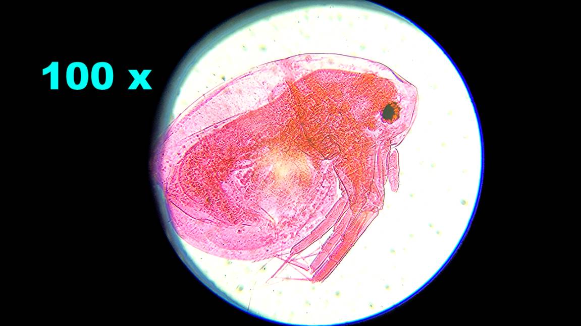 Дафния (водяная блоха) под микроскопом 🔬 4К Daphnia смотреть онлайн