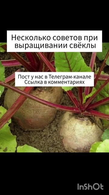 ✅Телеграм канал На дачеИН | #дача #загородныйдом #сад #? смотреть онлайн