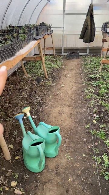 #растения #цветы #хризантема #хризантемамультифлора #р смотреть онлайн