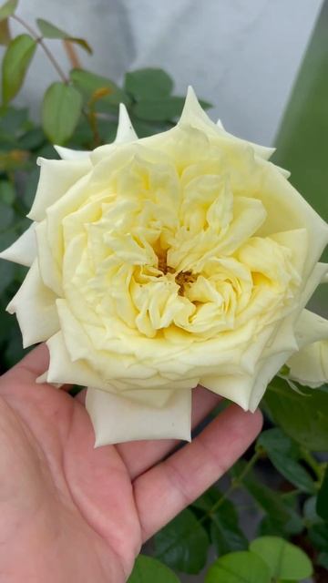 Плетистая Роза «Эльф»🥀Каталог rozi-yulii.ru🥀 #саженцы #са? смотреть онлайн