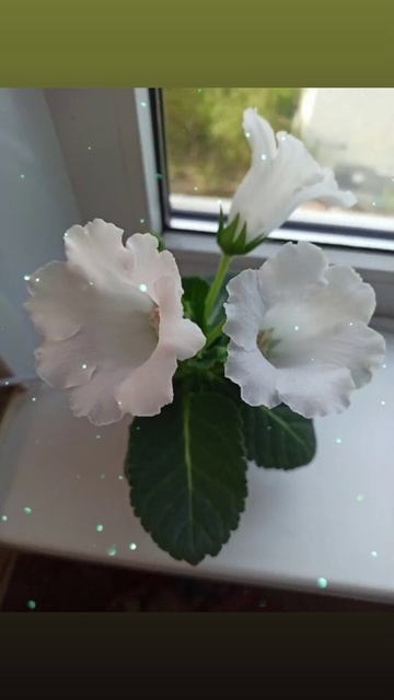 Мини глоксиния из семян маленькая принцесса👸 белосн? смотреть онлайн