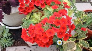 Ампельная вербена 🌺 / #сад #garden