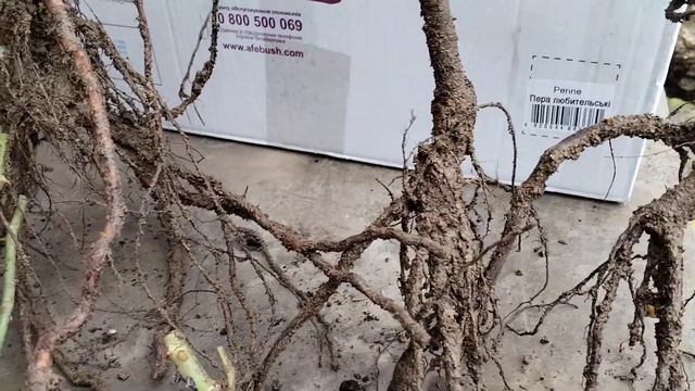 Распаковка саженцев роз из питомника "Твоя роза" Покро смотреть онлайн