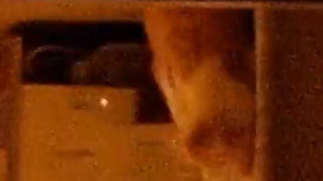 Кот чудит на столе смотреть онлайн