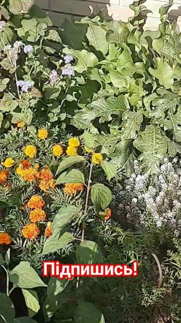 #цветы #клумба #настроение #длятебя #квіти #shortvideo