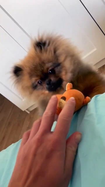 Арти #померанскийщпиц#доброеутро#игрушка#тигр