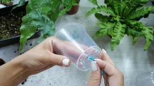 Пересадка папоротников, Асплениум Криспи, Флибодиум Д