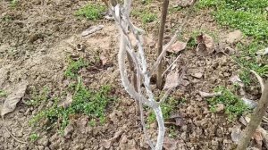 Фисташки сеянцы в открытом грунте