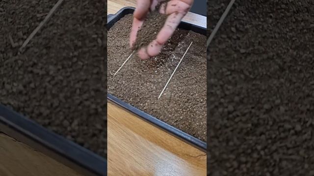 Домашний огород😊 смотреть онлайн