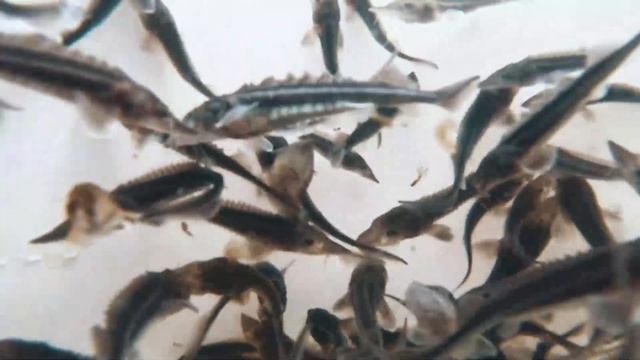 Запуск печи на «Надежде», Профессия технолога, Norilsk Trail смотреть онлайн