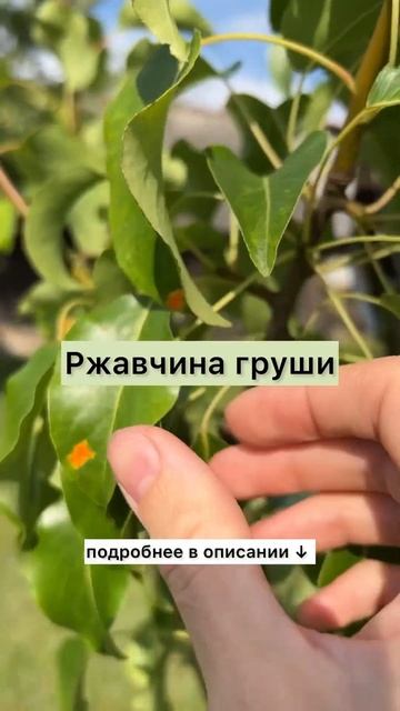 Лекарство от ржавчины груши в описании! #ржавчина #обр? смотреть онлайн