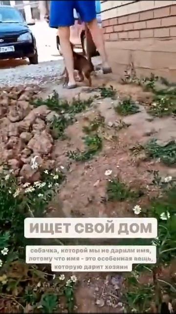 Отдам щенка, мальчика, в добрые руки. Часть 1