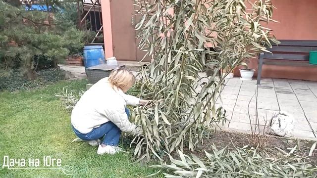 Дача на Юге - Зимовка олеандра в открытом грунте (экспе