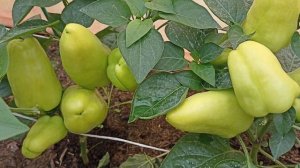 Перец раннеспелый сладкий Сорт Сибирский карлик